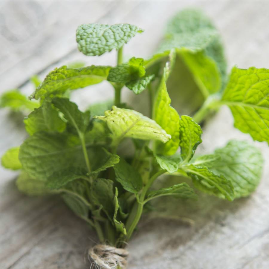 Plantas que calman el síndrome de colon irritable