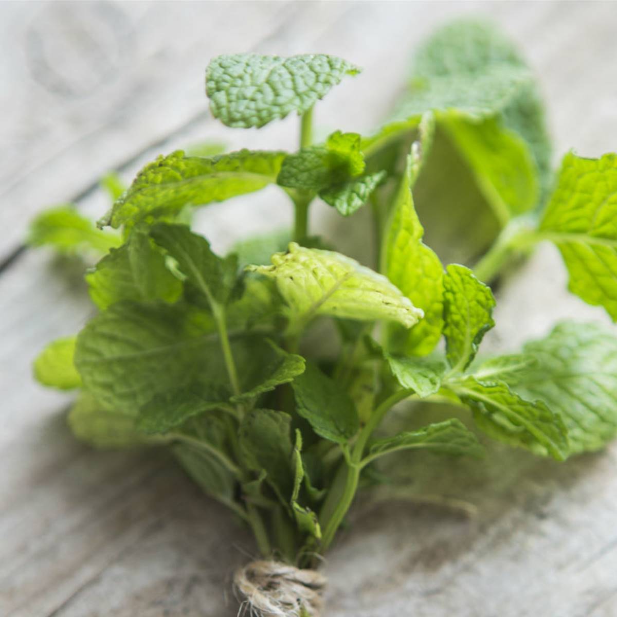 menta1
