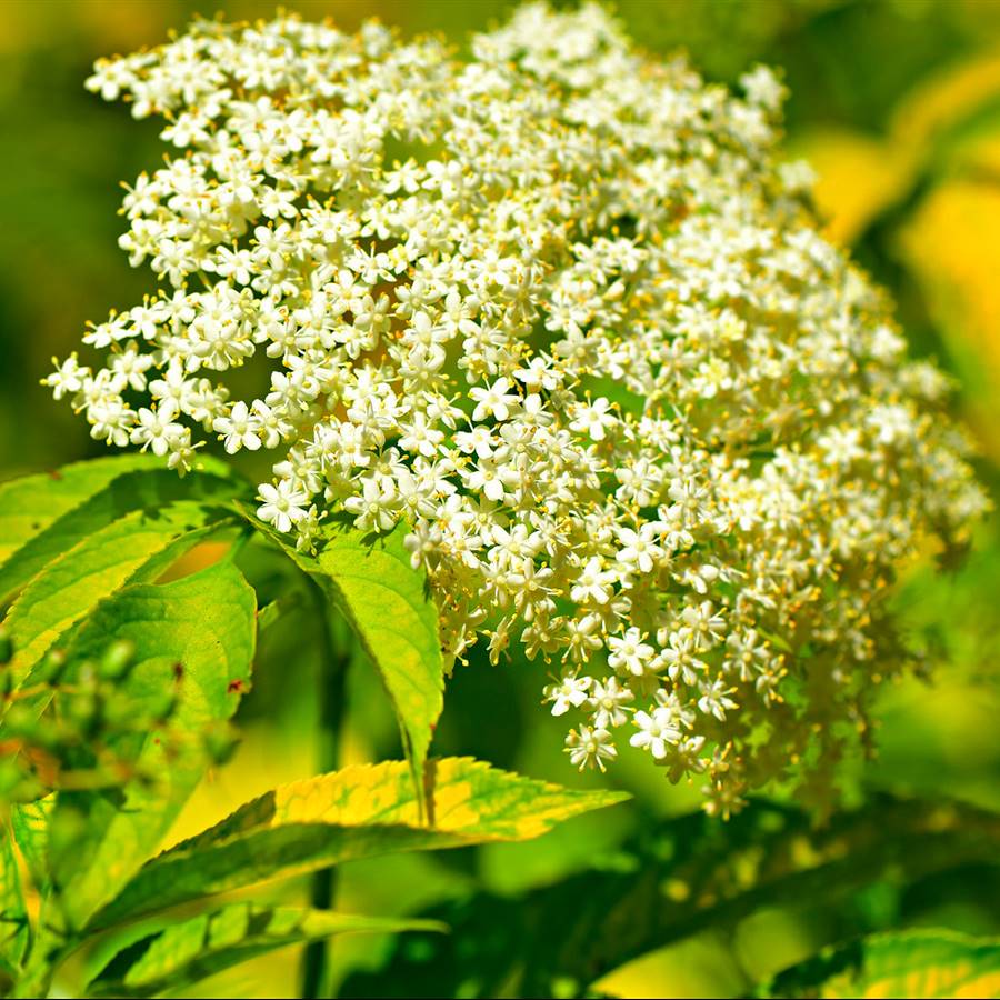 Cómo se hace un vinagre aromático con flores de tilo y saúco