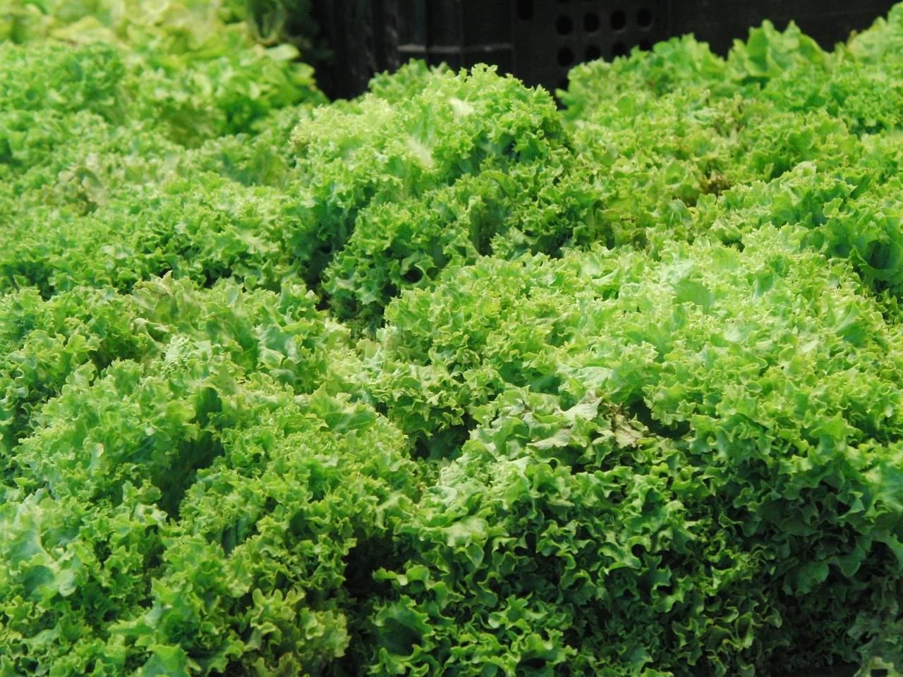 lettuce-418083 1280