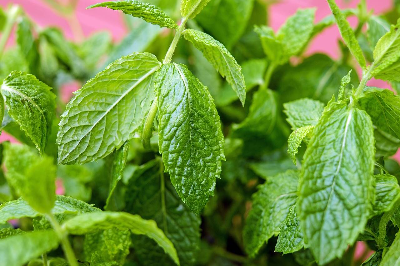 mint-1433826 1280