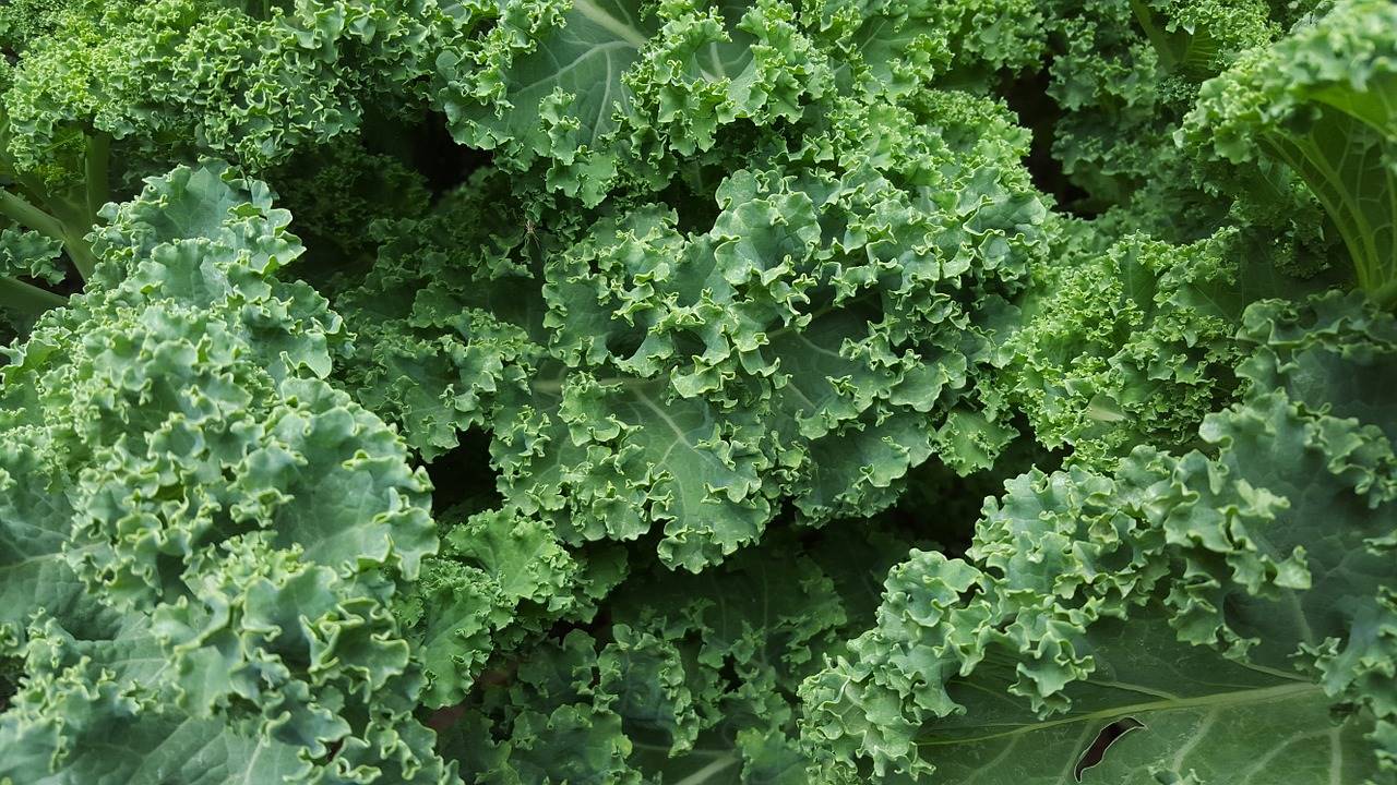 kale-852033 1280