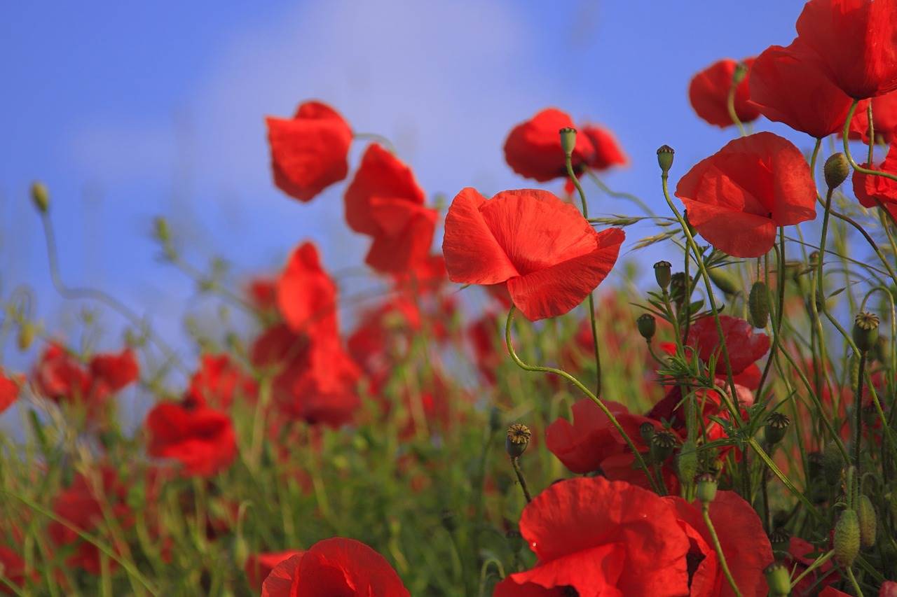 amapola