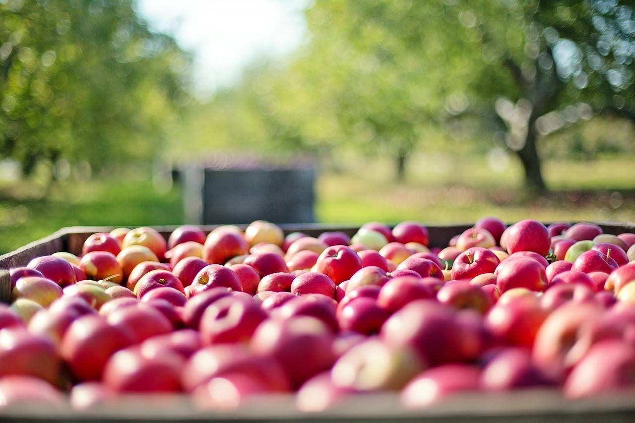 apples-1004886 1280