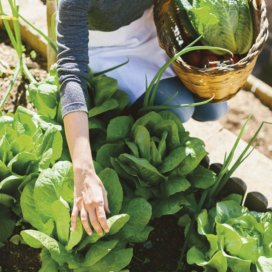 Tu huerto en casa: 5 consejos para que florezca
