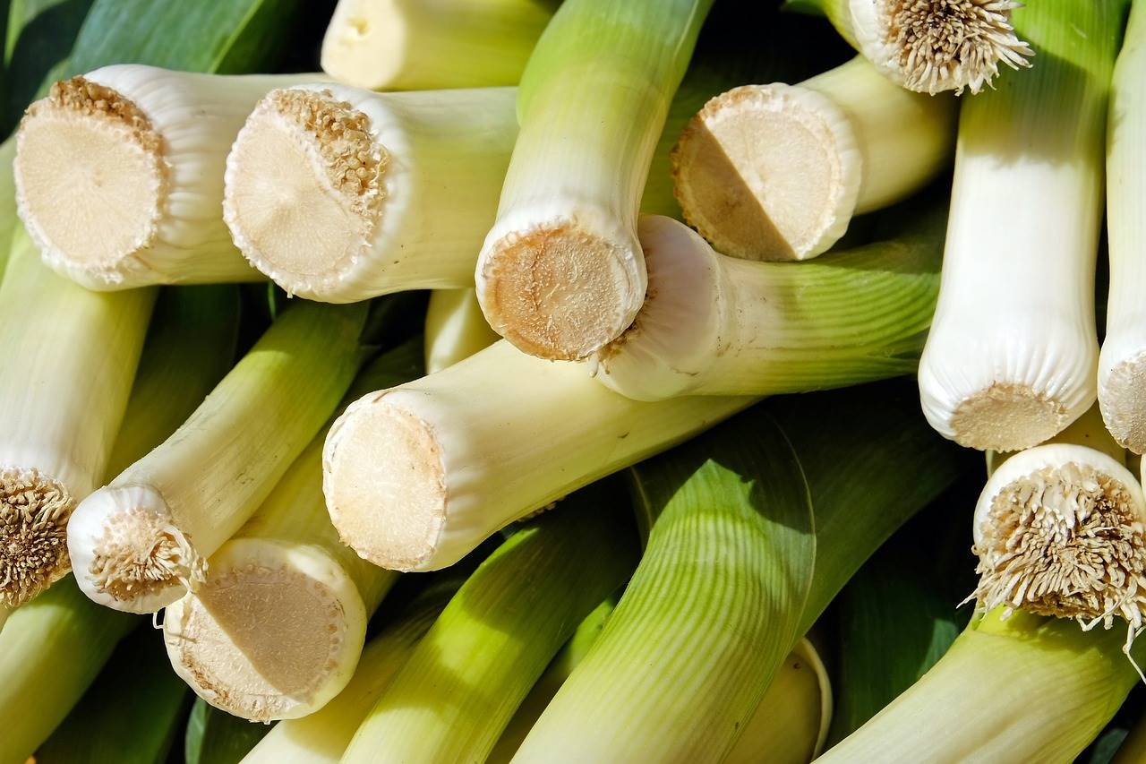 leek-2199563 1280