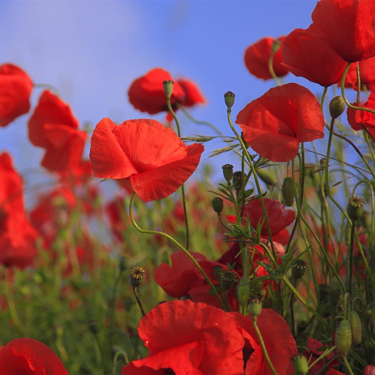 meadow-76358 1280