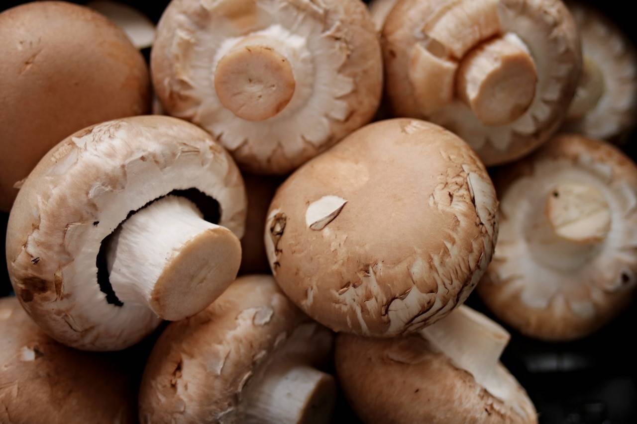 mushrooms-2690529 1280