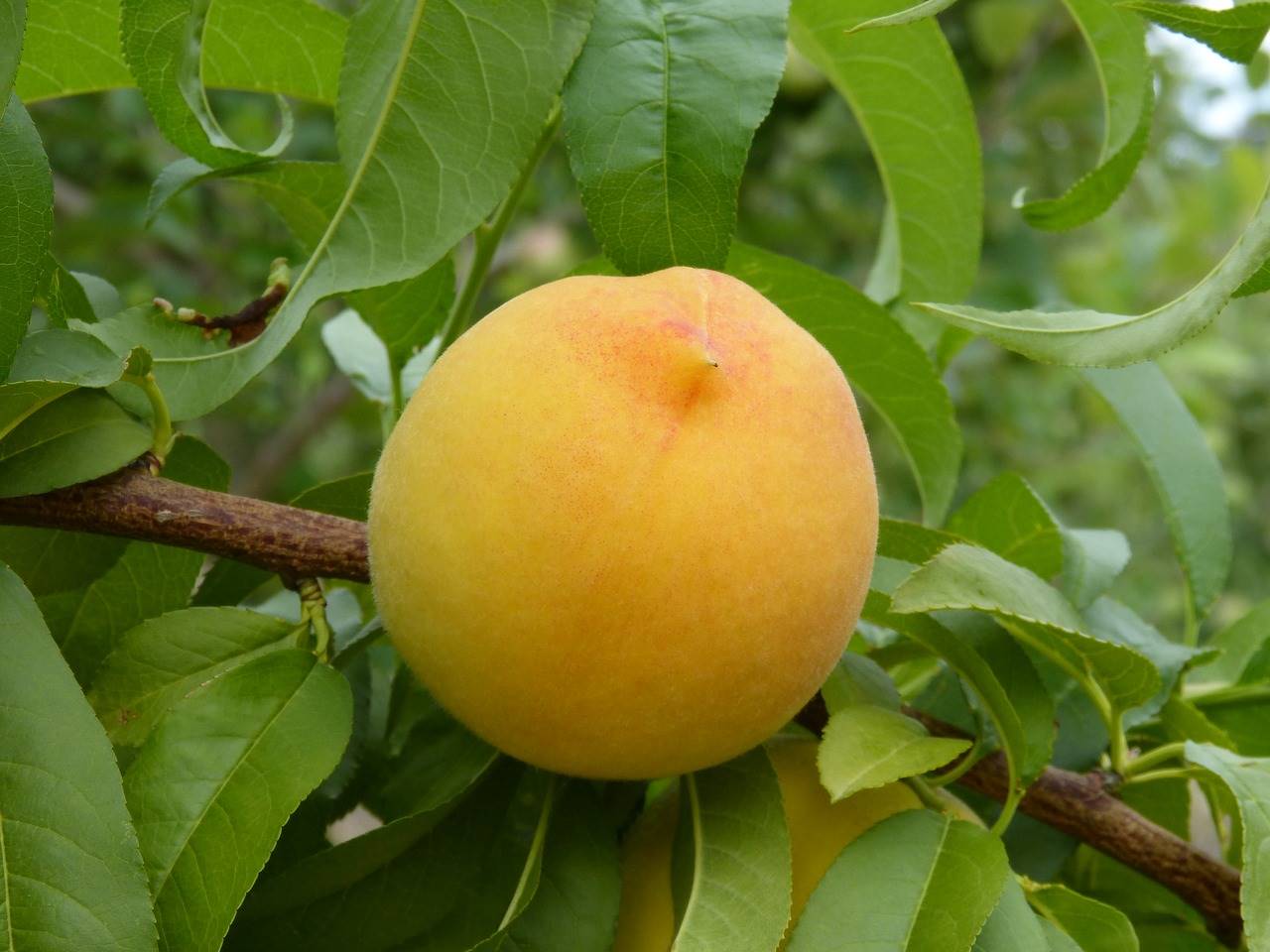 peach-2387820 1280