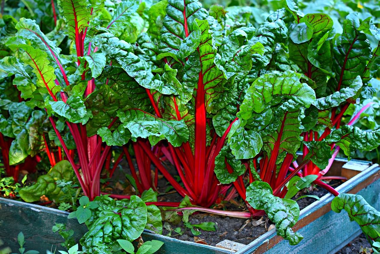 swiss-chard-3641280 1280