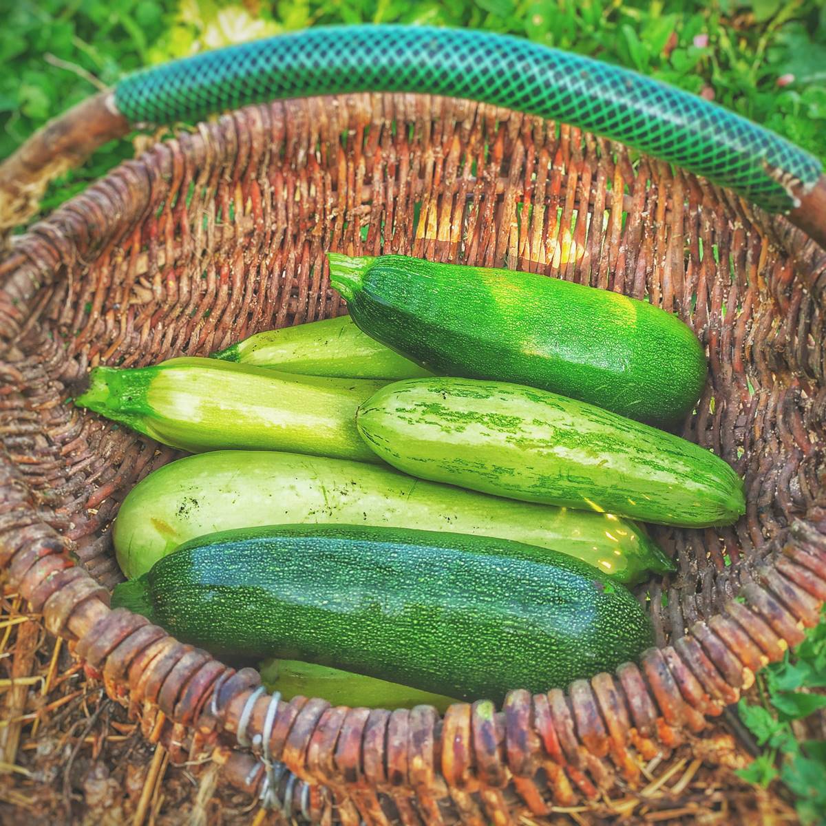 calabacin