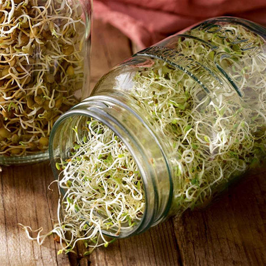 germinados