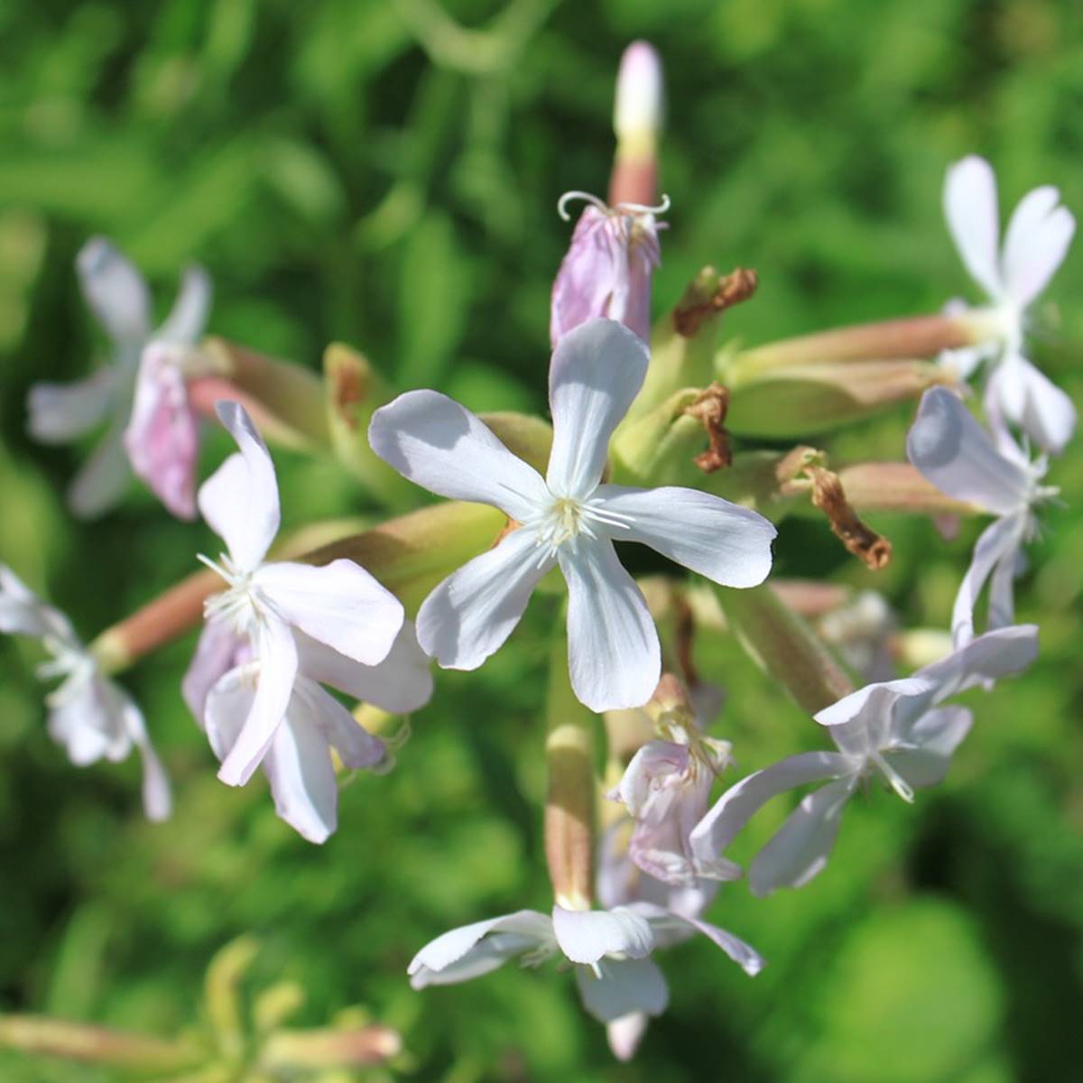 Detergente para lavadora y antimanchas con saponaria