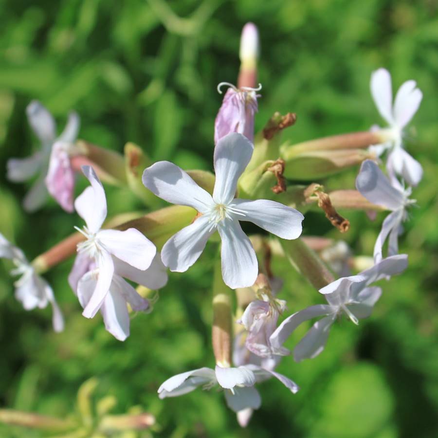 Detergente para lavadora y antimanchas con saponaria