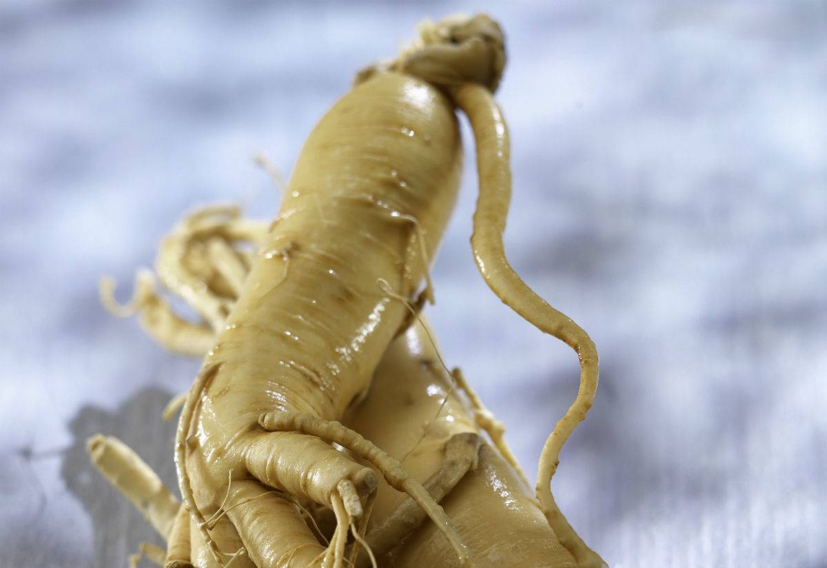 ginseng