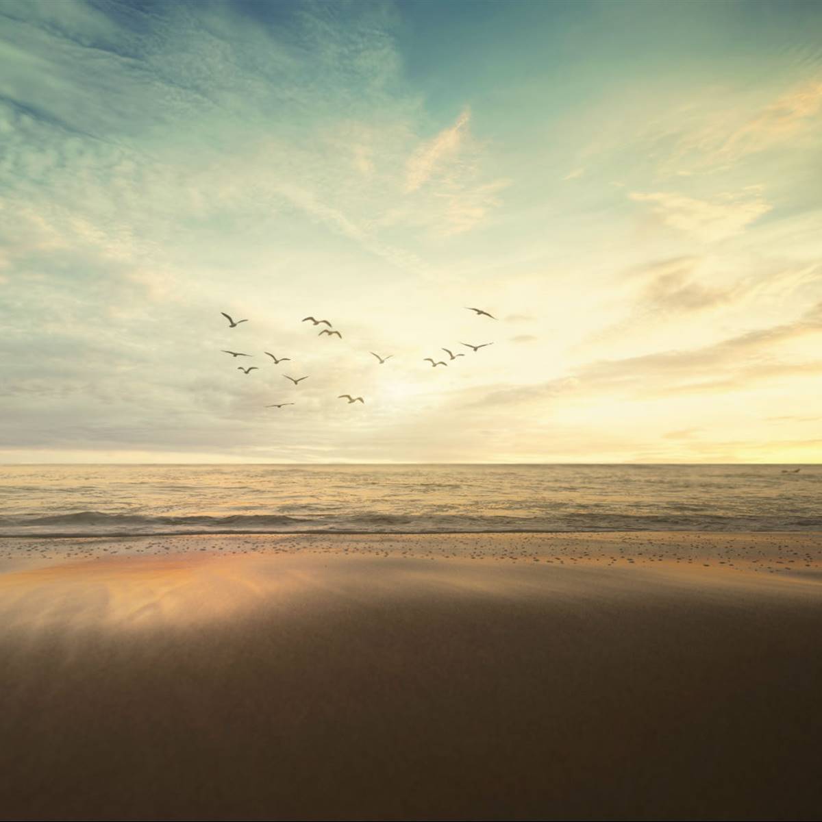 aprender-aves