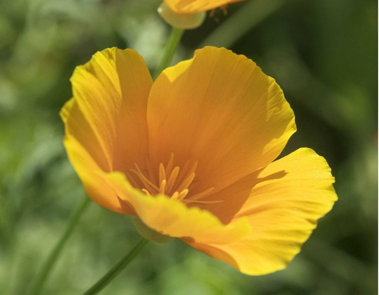 amapola