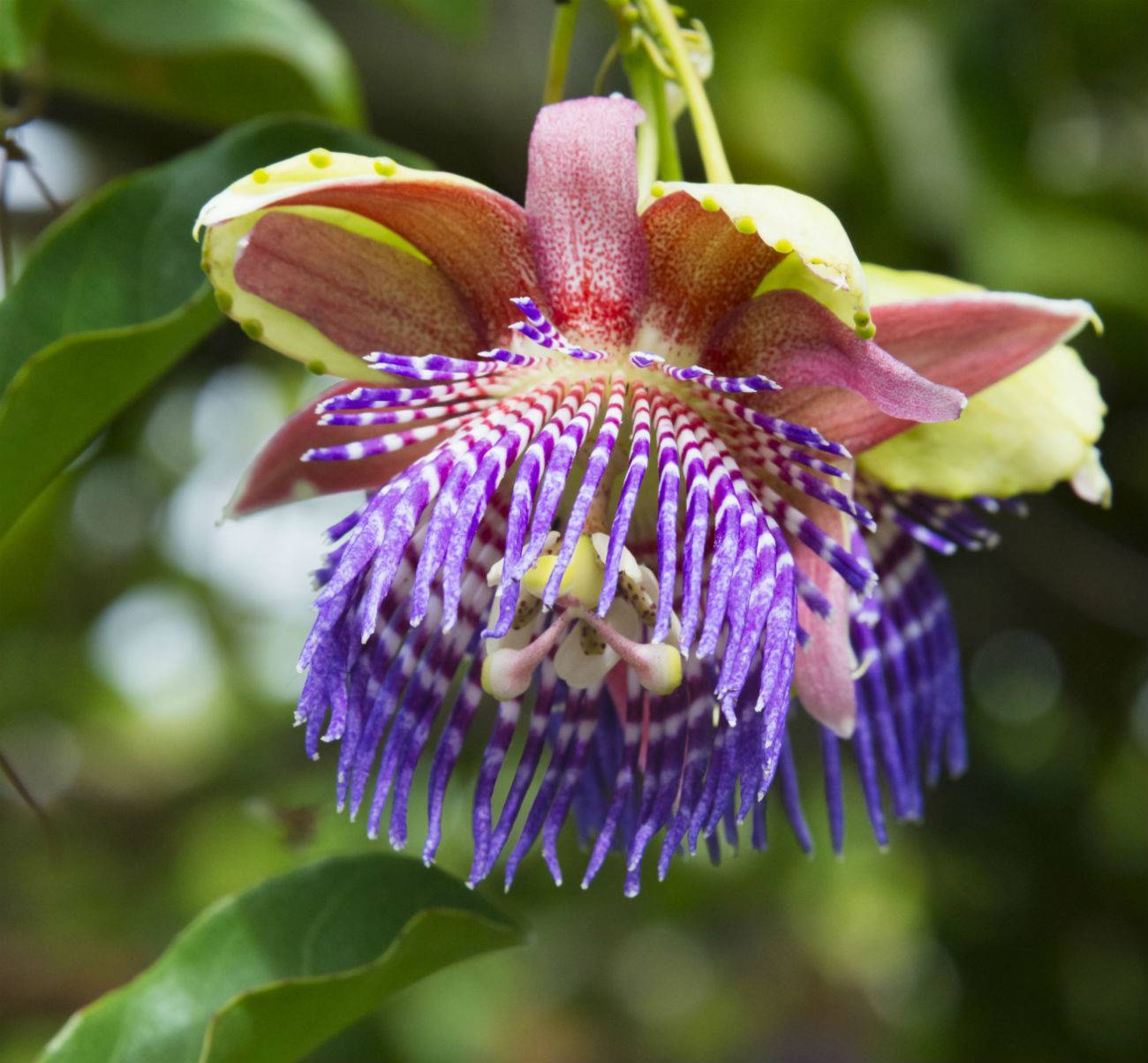 pasiflora