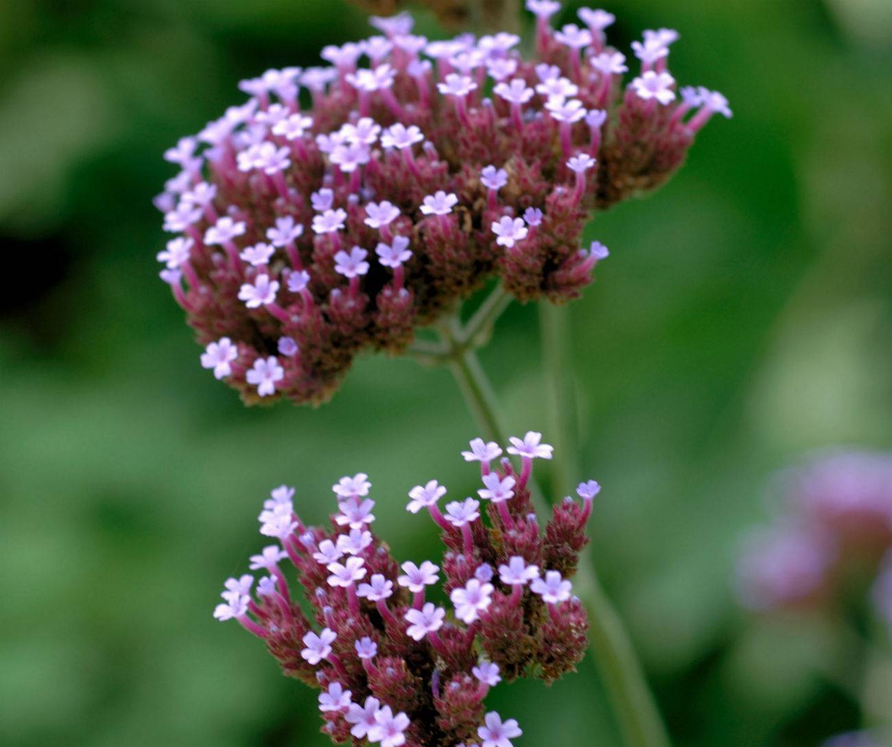 valeriana