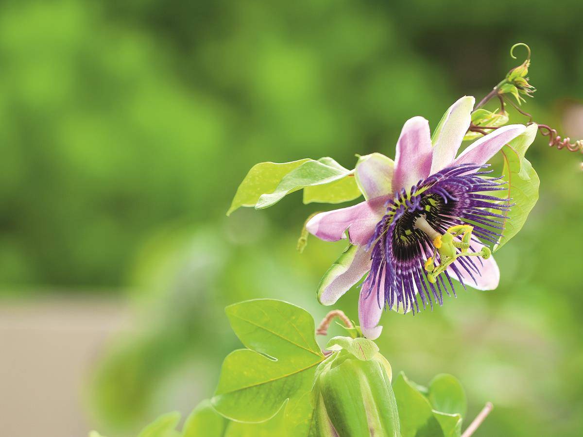 pasiflora 1