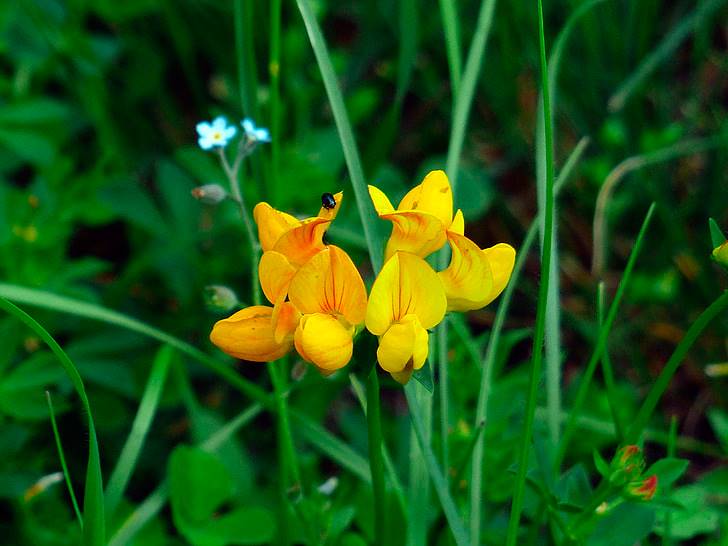 lotus-corniculatus-cuernecillo-insomnio