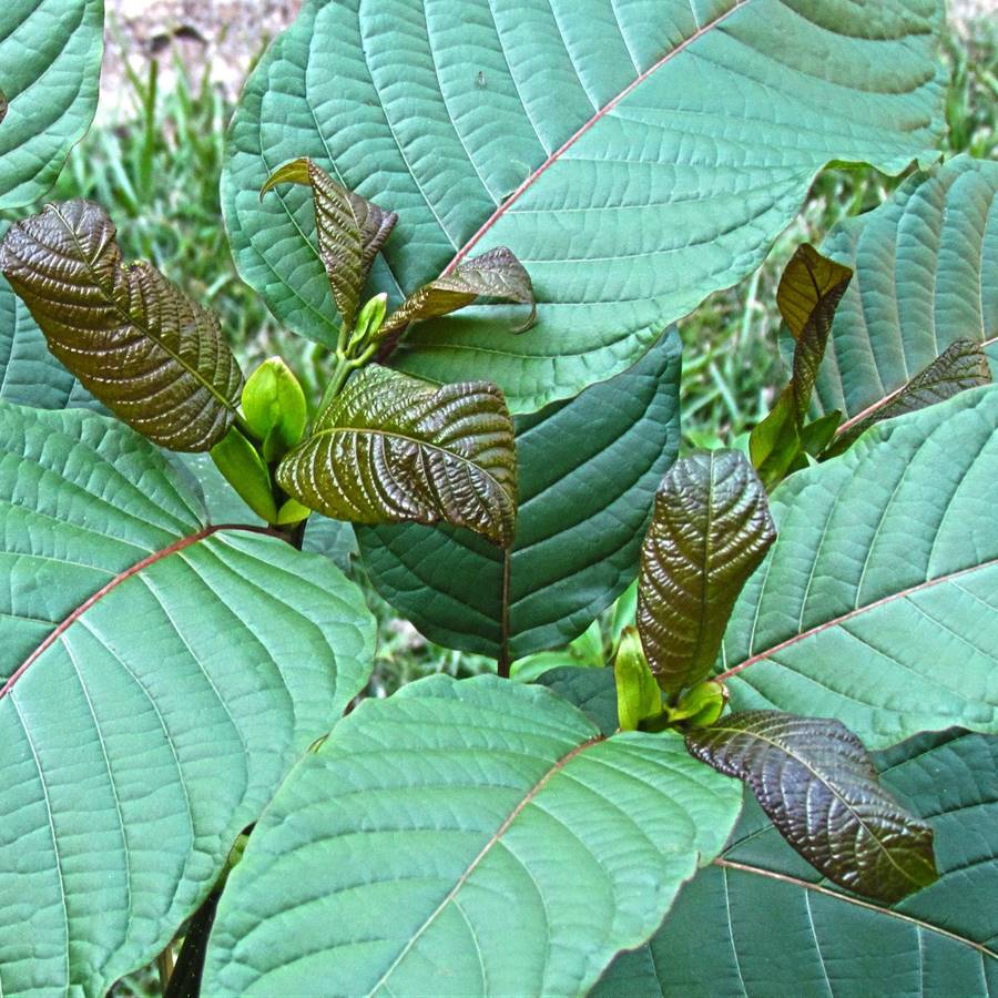 Kratom: la superplanta contra el dolor