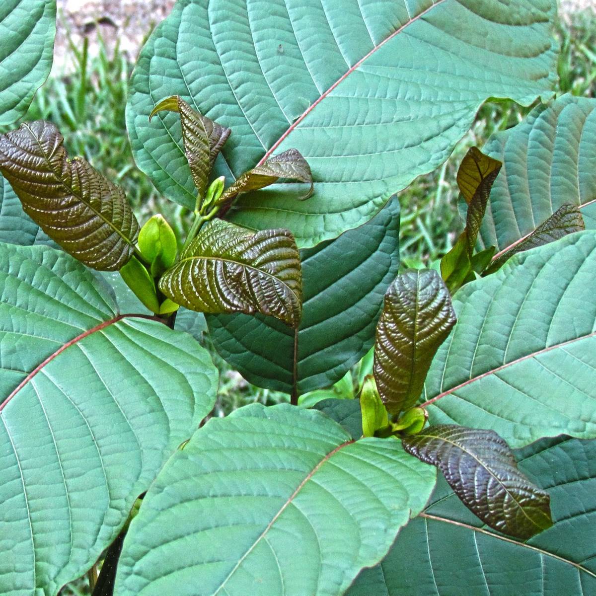 kratom