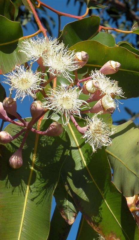 Eucalyptus- citriodora