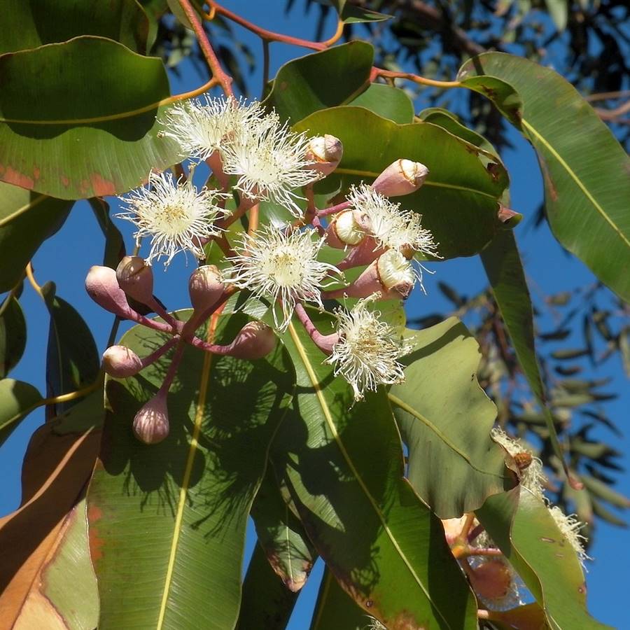 Eucalyptus- citriodora