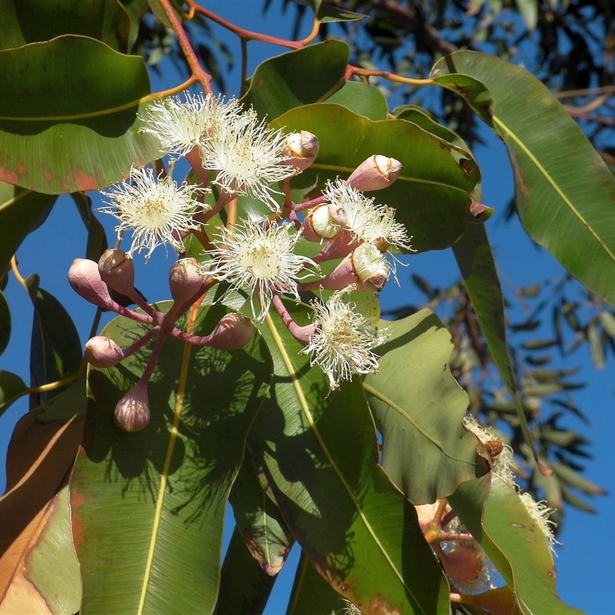 Eucalyptus- citriodora