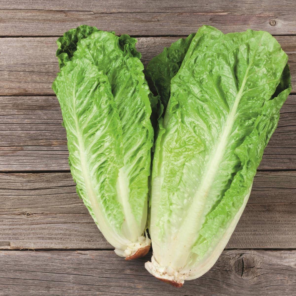 lechuga