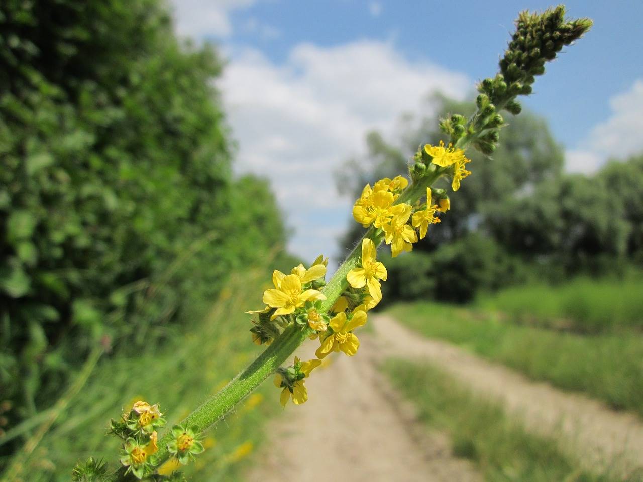 agrimonia-eupatoria-