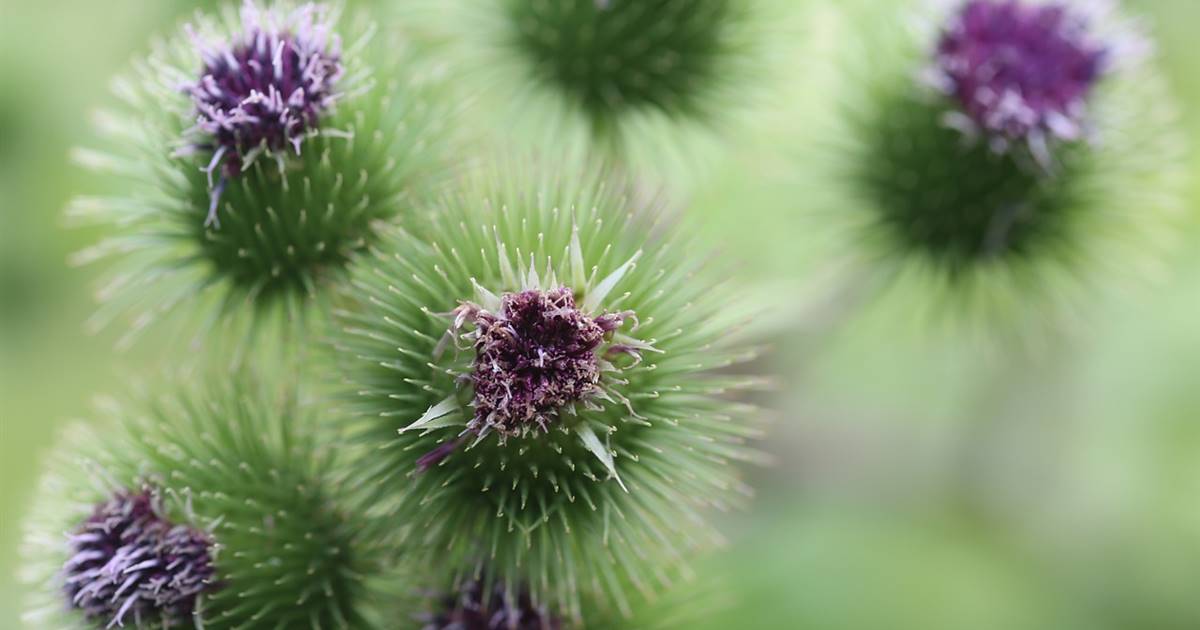 5 Plantas Para Depurar El Higado