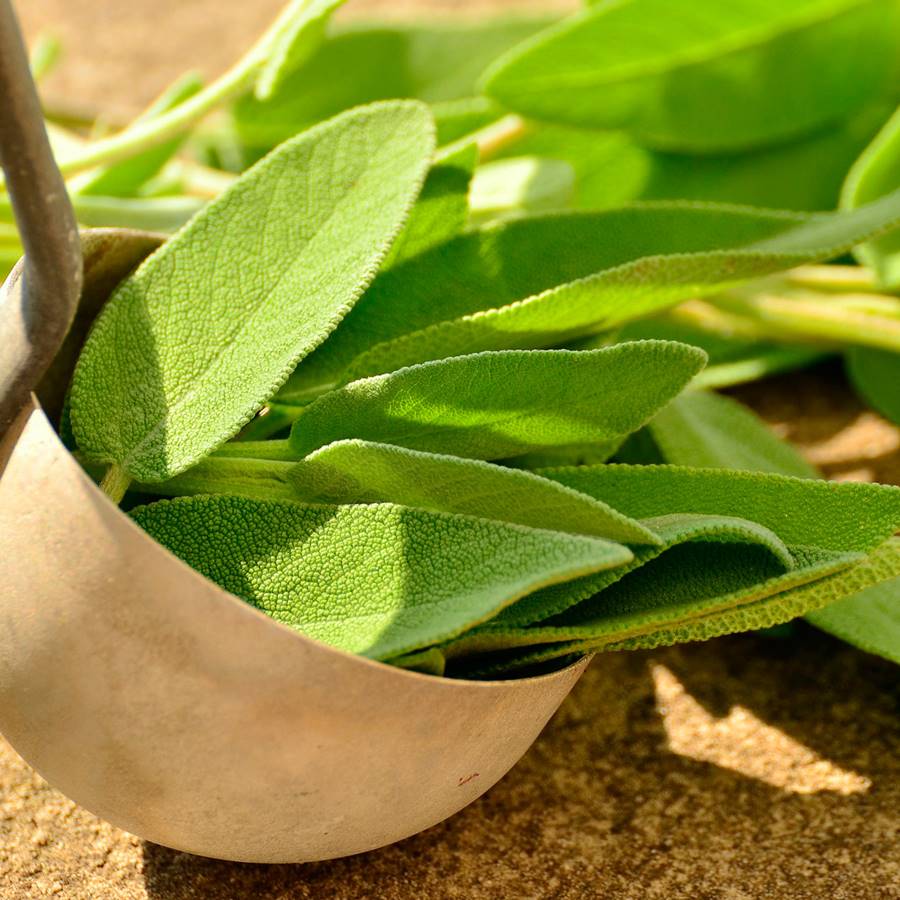 salvia