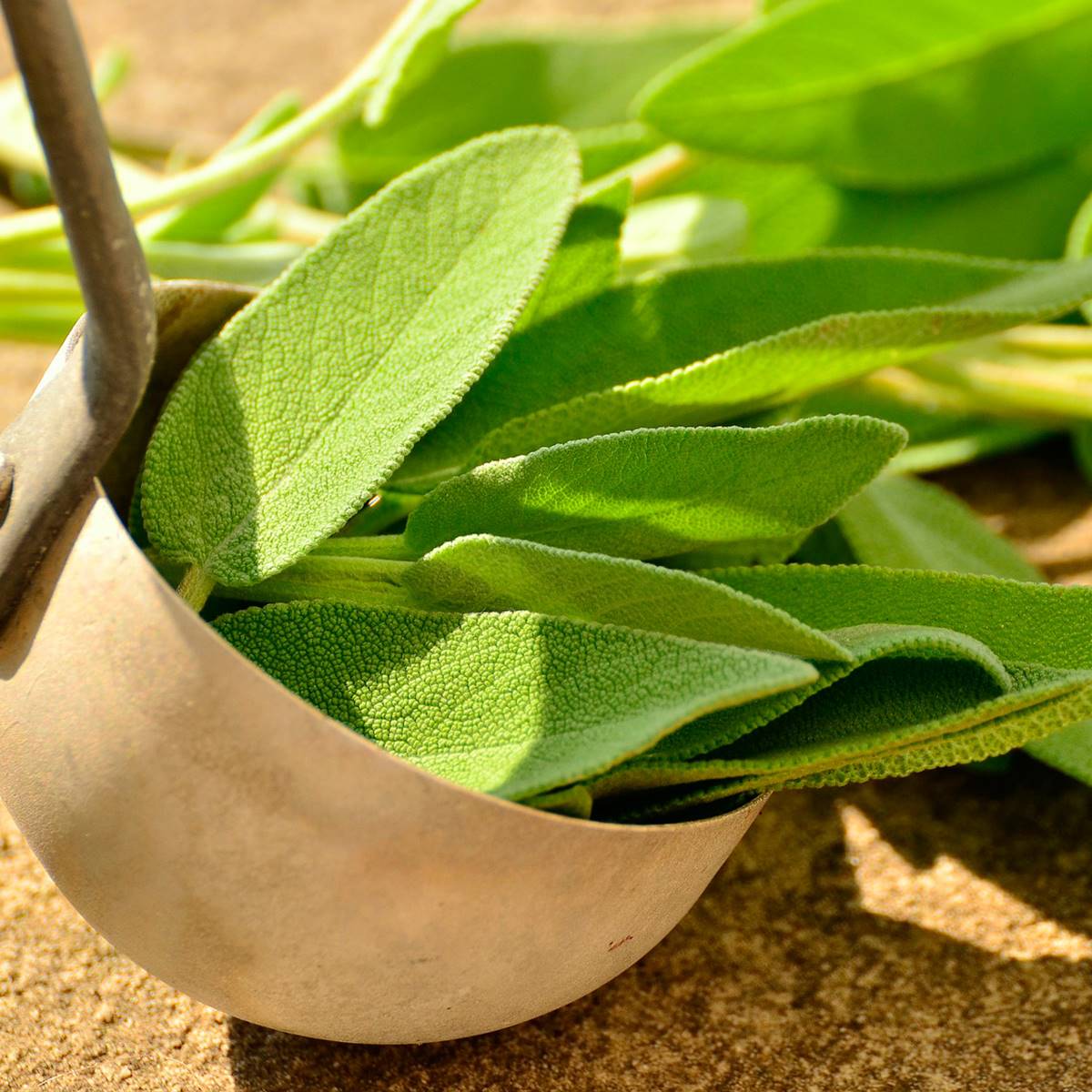 salvia