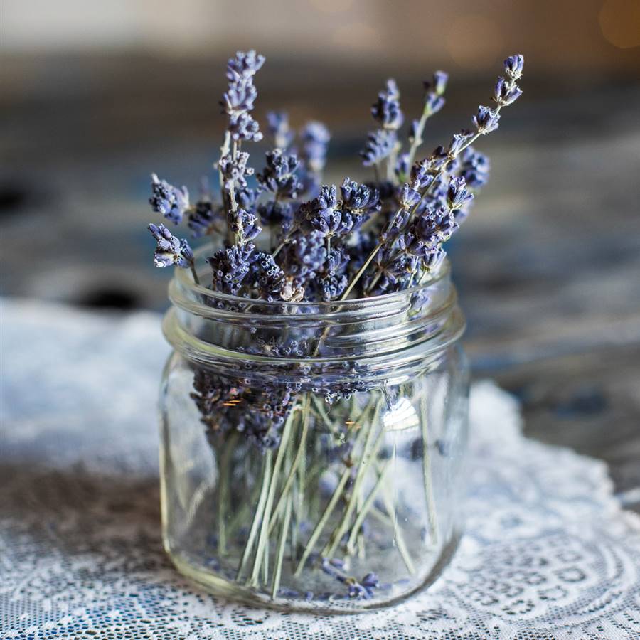 lavanda