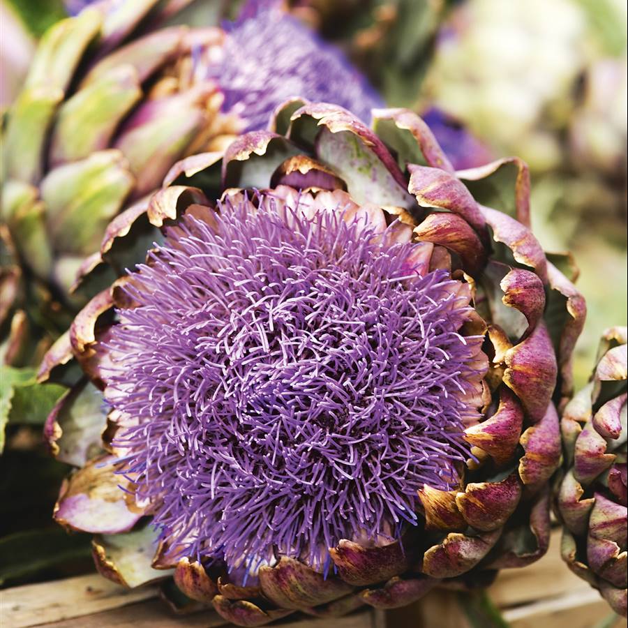 13 plantas y nutrientes naturales para disminuir el colesterol