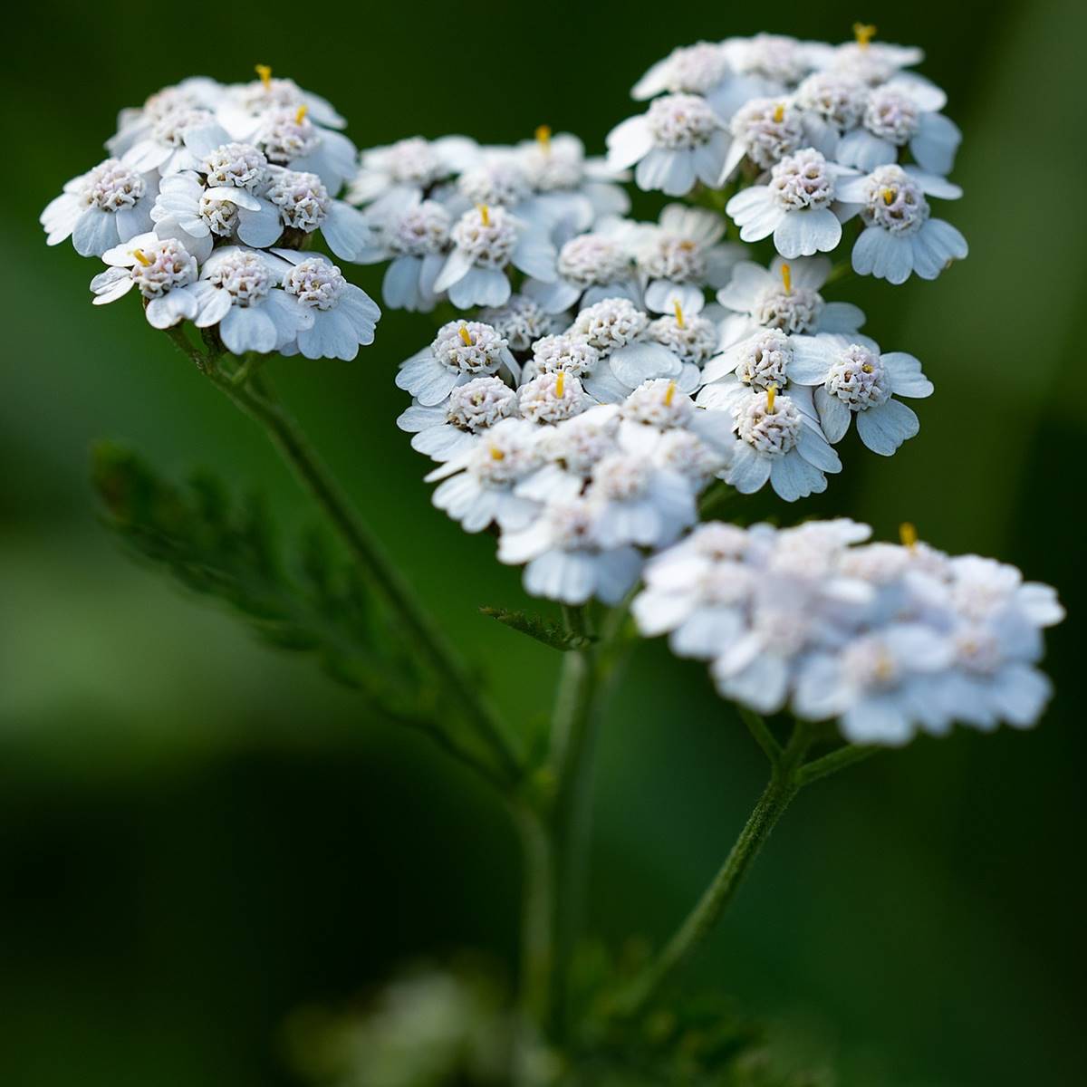 Achillea millefolium