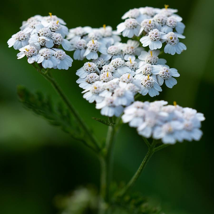 Achillea millefolium