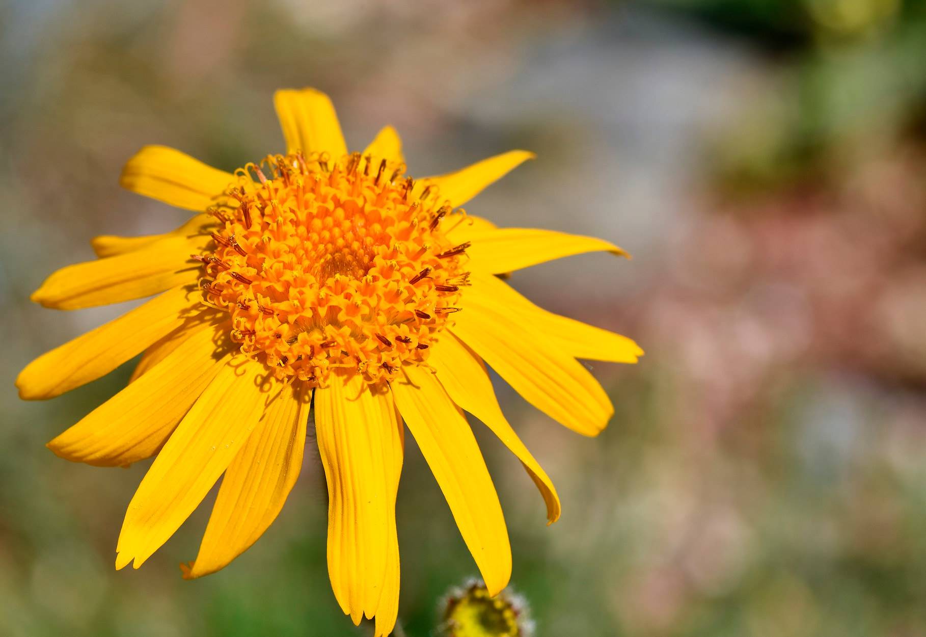 arnica-antiinflamatoria. Árnica para las torceduras y los esguinces