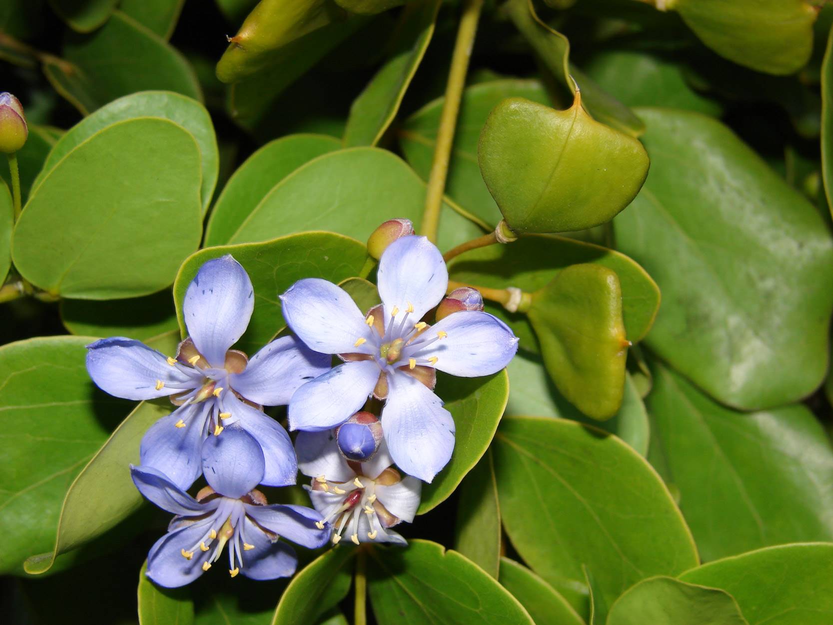 Guaiacum officinale. Guayaco para las contracturas musculares