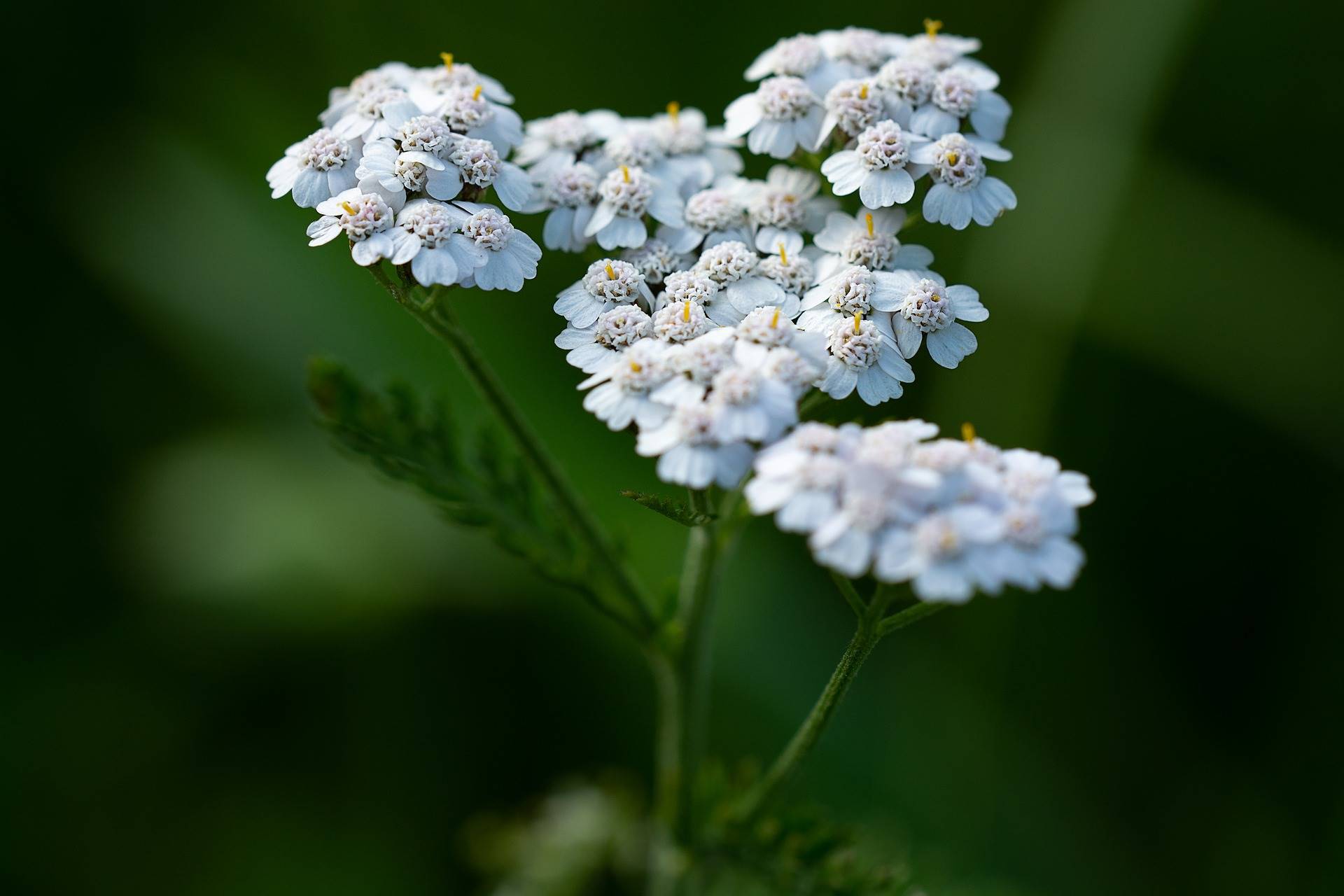 Achillea millefolium. Milenrama para aliviar la gastritis