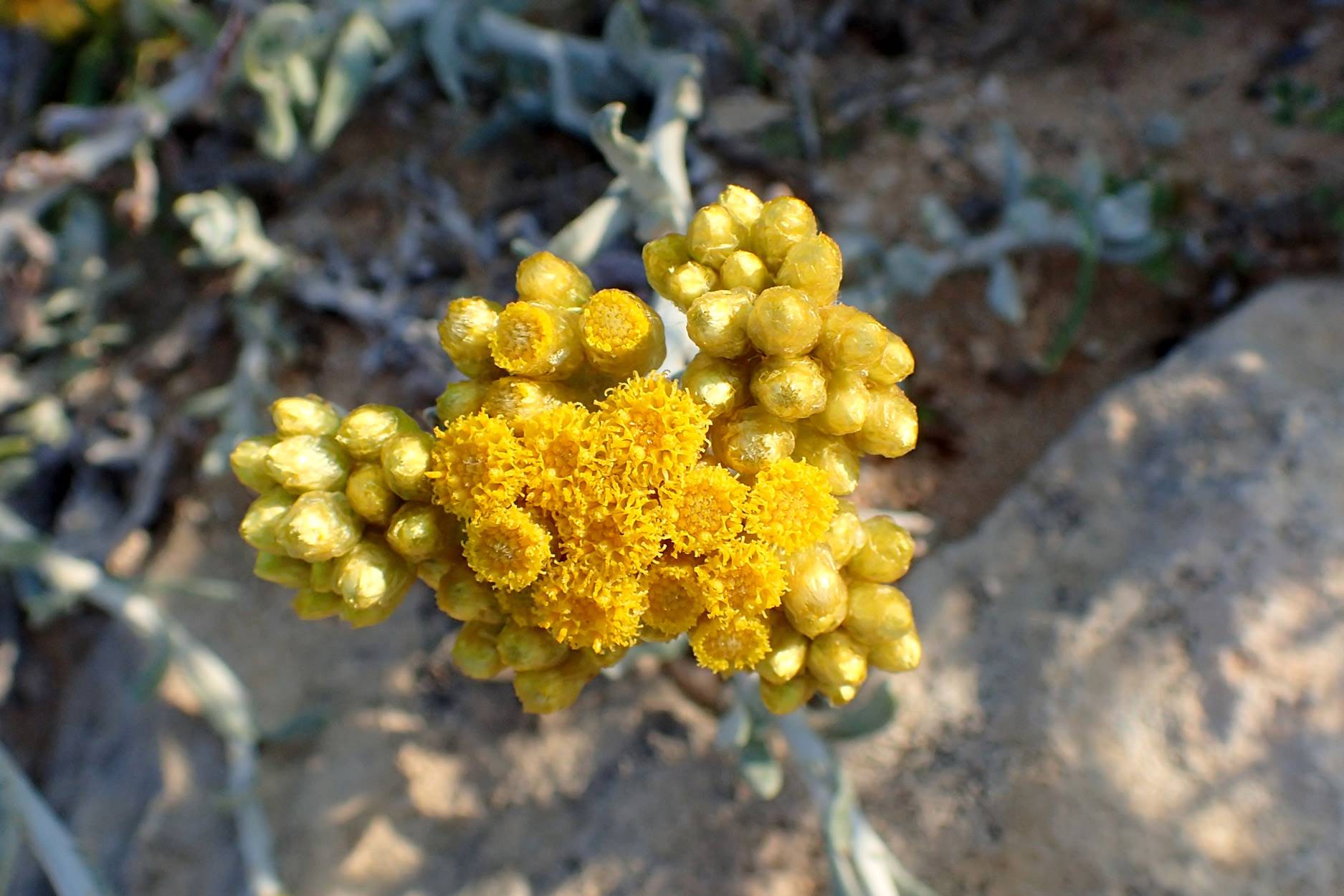 Helichrysum-stoechas. Perpetua para la bronquitis