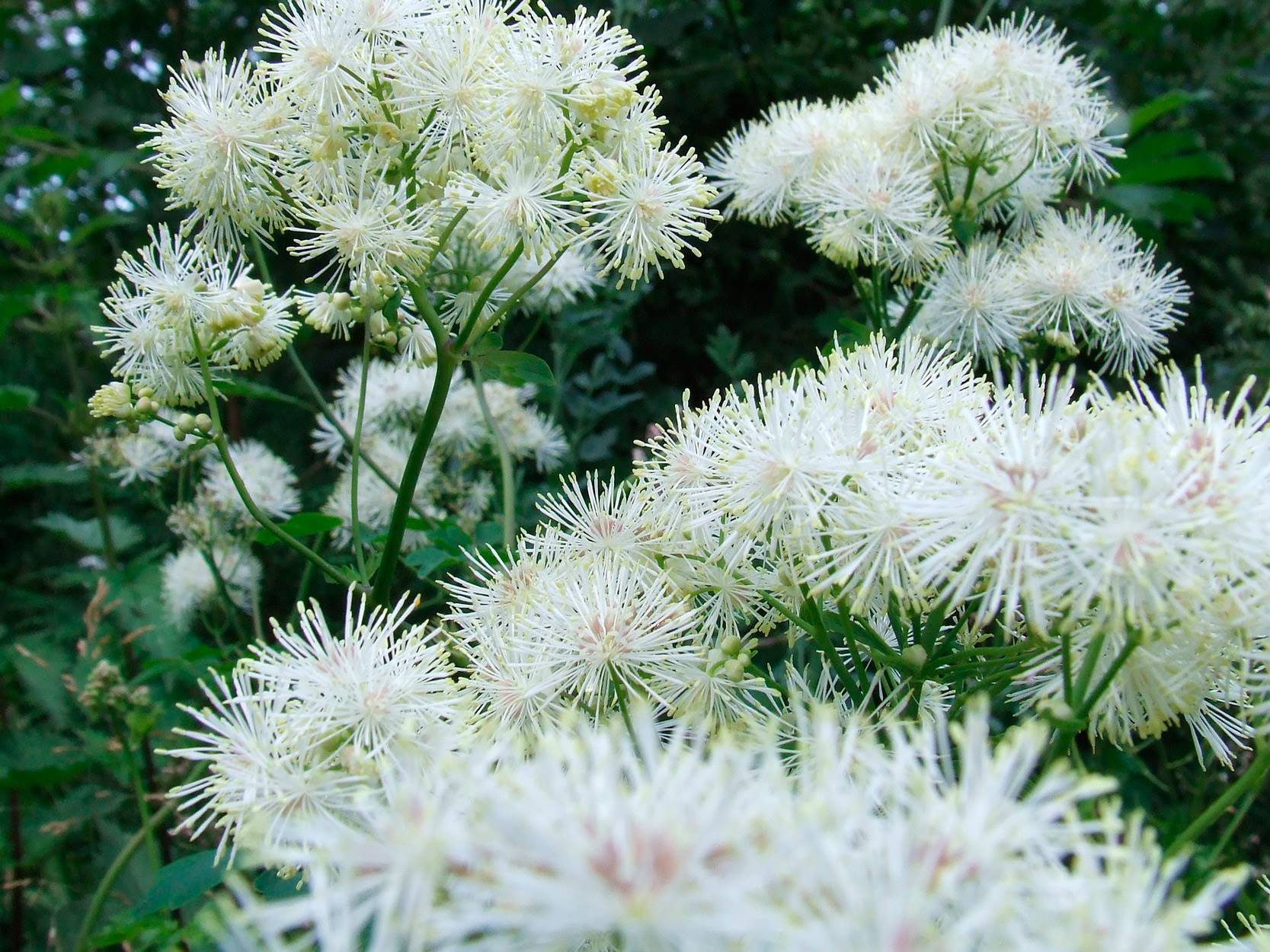 Filipendula ulmaria. Ulmaria para las inflamaciones urinarias