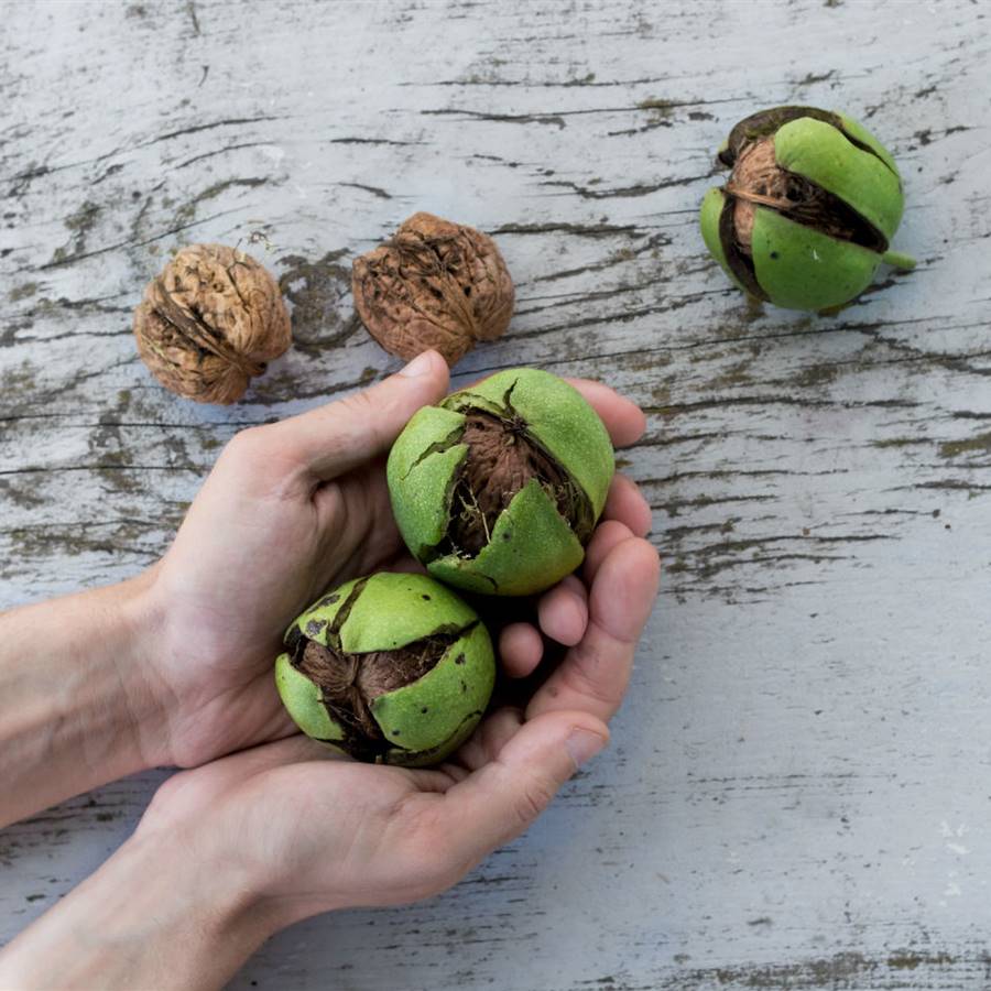 ¿Cómo aumentar tus defensas de forma natural? 