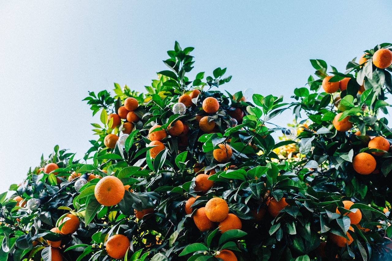 naranja
