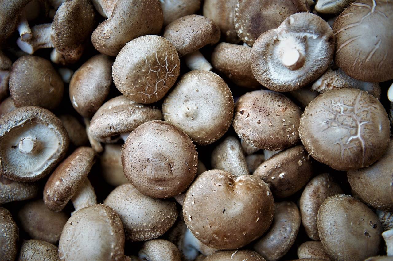 setas-shiitake