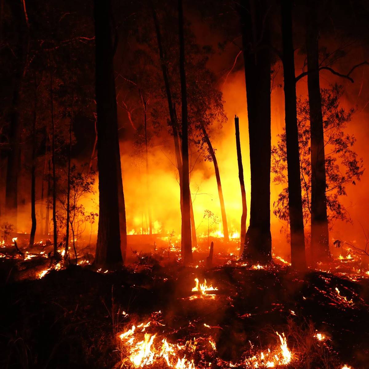 incendios australia greenpeace