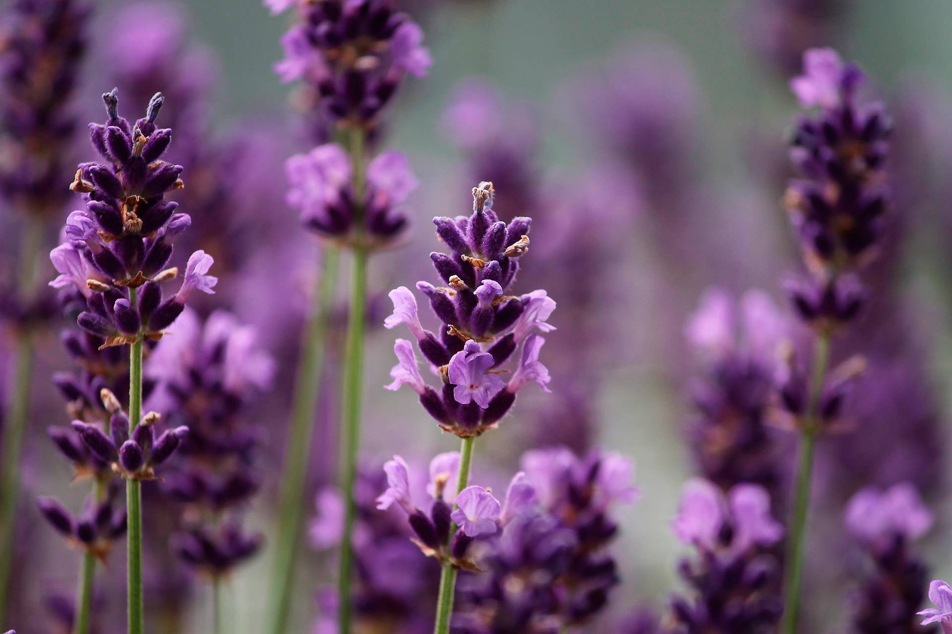 lavanda