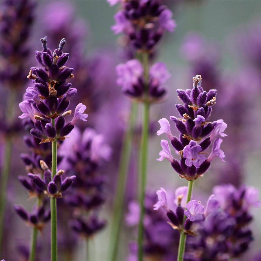 lavanda